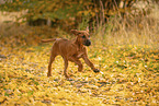 Rhodesian Ridgeback Puppy