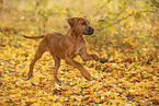 Rhodesian Ridgeback Puppy