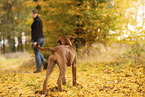 Rhodesian Ridgeback Puppy