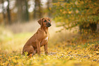 Rhodesian Ridgeback Puppy