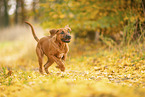 Rhodesian Ridgeback Puppy