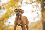 Rhodesian Ridgeback Puppy