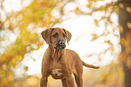 Rhodesian Ridgeback Puppy