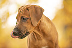 Rhodesian Ridgeback Puppy