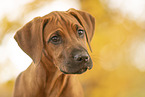 Rhodesian Ridgeback Puppy