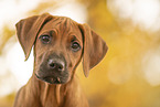Rhodesian Ridgeback Puppy