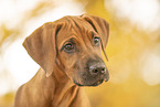 Rhodesian Ridgeback Puppy