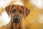 Rhodesian Ridgeback Puppy