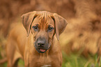 Rhodesian Ridgeback Puppy