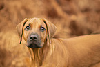 Rhodesian Ridgeback Puppy