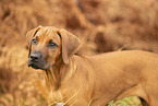 Rhodesian Ridgeback Puppy