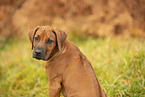Rhodesian Ridgeback Puppy
