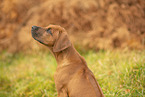 Rhodesian Ridgeback Puppy