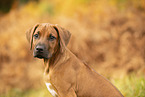 Rhodesian Ridgeback Puppy