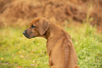 Rhodesian Ridgeback Puppy