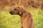Rhodesian Ridgeback Puppy