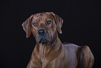 Rhodesian Ridgeback