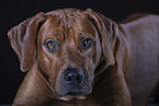 Rhodesian Ridgeback