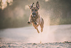 male Rhodesian Ridgeback