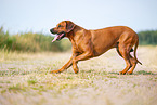 male Rhodesian Ridgeback