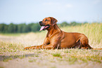 male Rhodesian Ridgeback