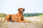 male Rhodesian Ridgeback