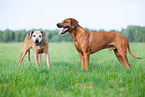 male Rhodesian Ridgeback