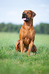 male Rhodesian Ridgeback