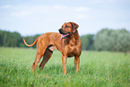 male Rhodesian Ridgeback