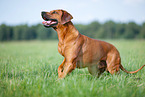 male Rhodesian Ridgeback