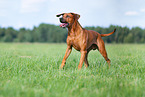 male Rhodesian Ridgeback