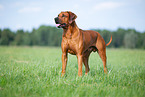 male Rhodesian Ridgeback