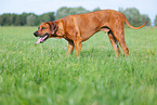 male Rhodesian Ridgeback