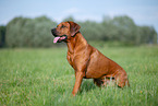 male Rhodesian Ridgeback