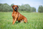 male Rhodesian Ridgeback