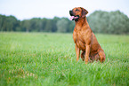 male Rhodesian Ridgeback