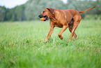 male Rhodesian Ridgeback