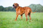 male Rhodesian Ridgeback