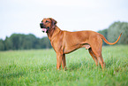 male Rhodesian Ridgeback