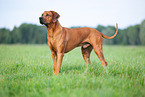 male Rhodesian Ridgeback