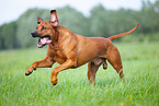 male Rhodesian Ridgeback
