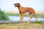 male Rhodesian Ridgeback