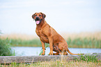 male Rhodesian Ridgeback