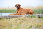 male Rhodesian Ridgeback