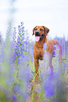 male Rhodesian Ridgeback