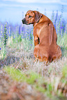 male Rhodesian Ridgeback