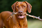 Livernose Rhodesian Ridgeback