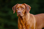 Livernose Rhodesian Ridgeback