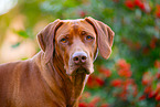 Livernose Rhodesian Ridgeback