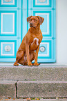 Livernose Rhodesian Ridgeback